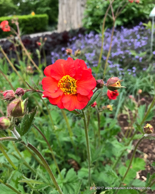 Geum 'Red Wings'