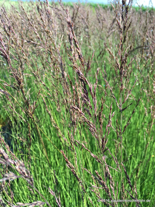 Molinia caerulea 'Edith Dudszus'