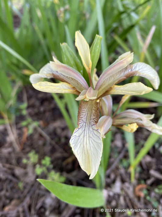 Iris foetidissima 'Citrina'