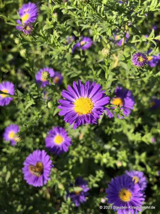 Symphyotrichum novi-belgii 'Schöne von Dietlikon'