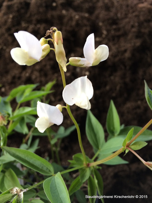 Lathyrus vernus 'Albiflorus'