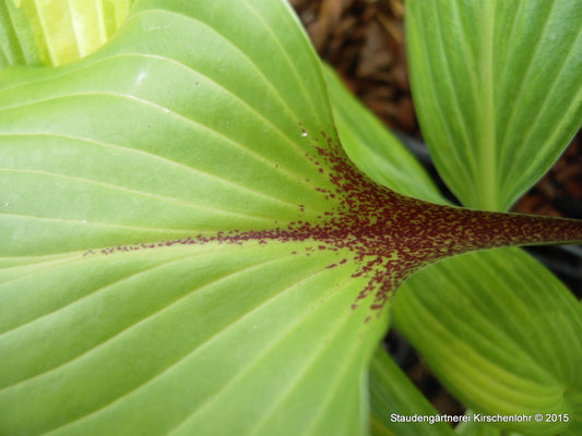 Hosta 'Purple Heart' ®