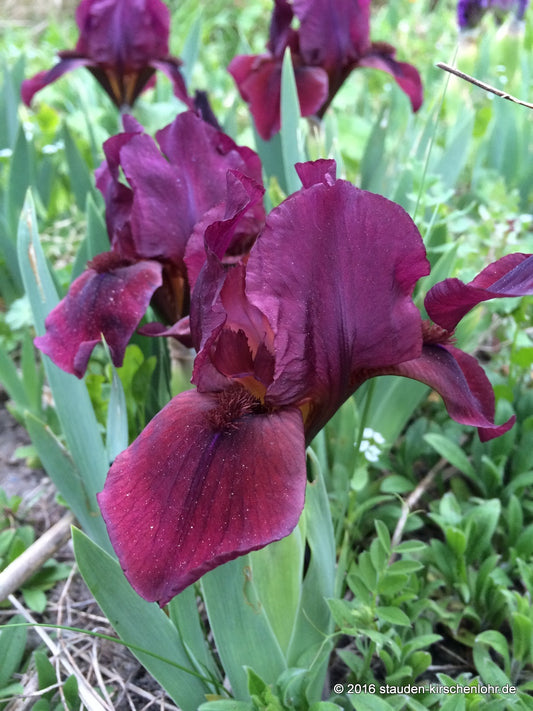 Iris barbata-nana 'Tomingo'