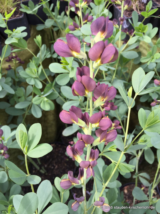 Baptisia 'Dutch Chocolate' ®