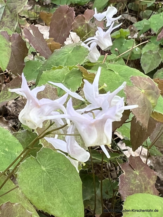 Epimedium pauciflorum