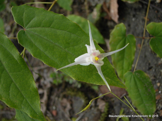 Epimedium acuminatum 'Galaxy'