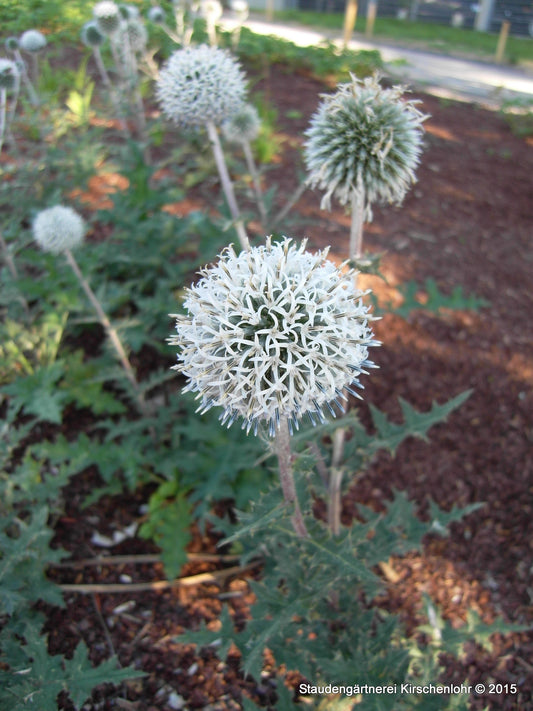 Echinops sphaerocephalus 'Arctic Glow'