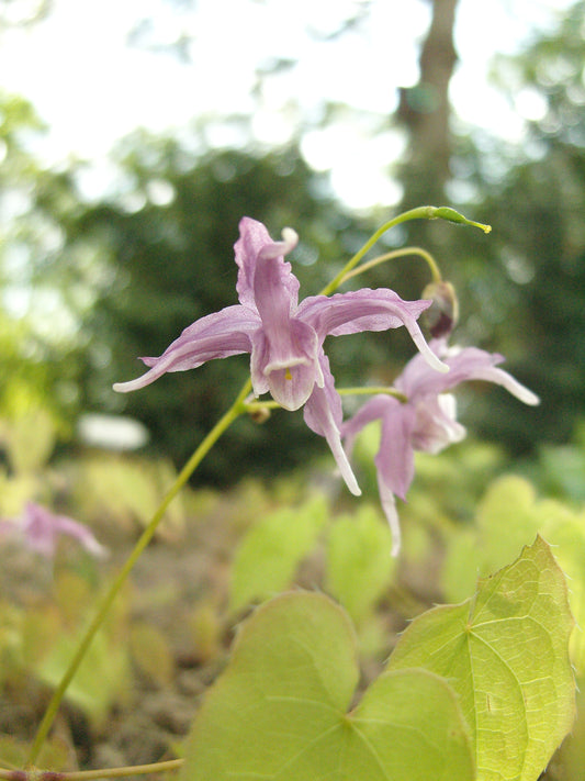 Epimedium grandiflorum 'Koji'