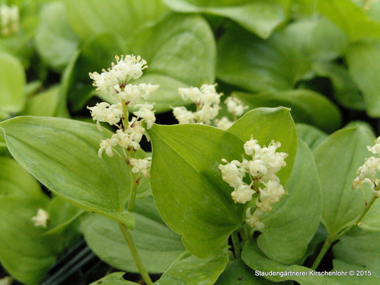 Maianthemum bifolium