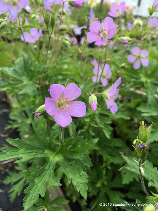 Geranium maculatum 'Chatto'