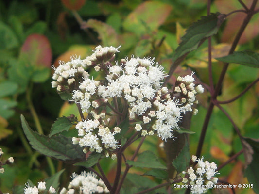 Ageratina altissima 'Chocolate'