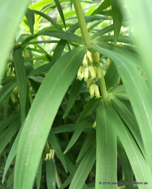 Polygonatum verticillatum