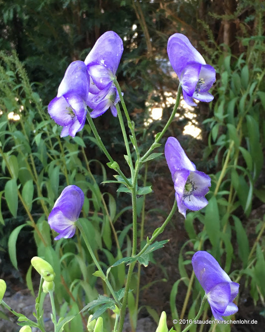Aconitum uchiyamai BSWJ1216