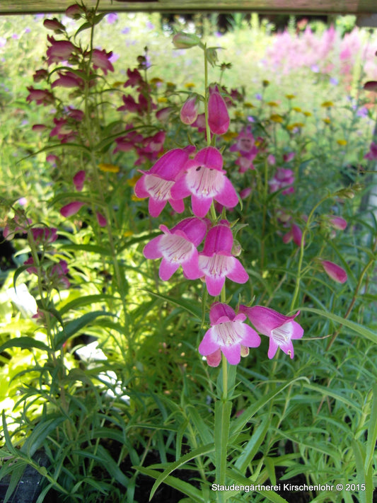 Penstemon 'Red Rocks'