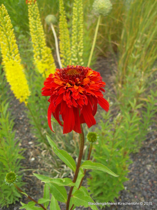 Echinacea 'Hot Papaya' ®