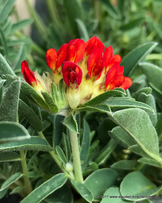Anthyllis vulneraria subsp. coccinea