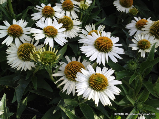 Echinacea 'White Meditation' ®