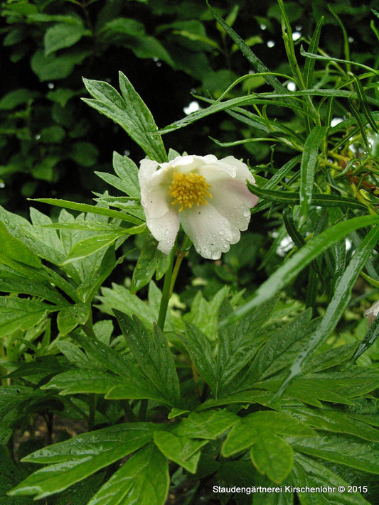 Paeonia anomala ssp.veitchii var. wodwardii 'Alba'