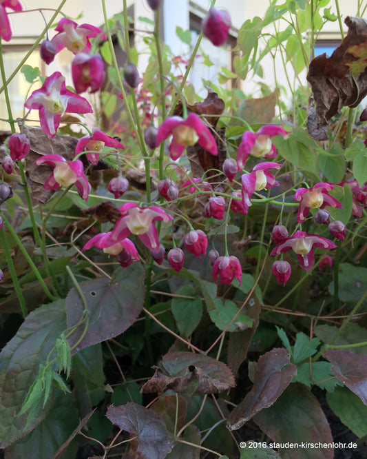 Epimedium x rubrum 'Galadriel'