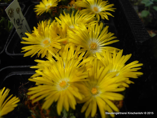 Delosperma congestum 'Golden Nugget'