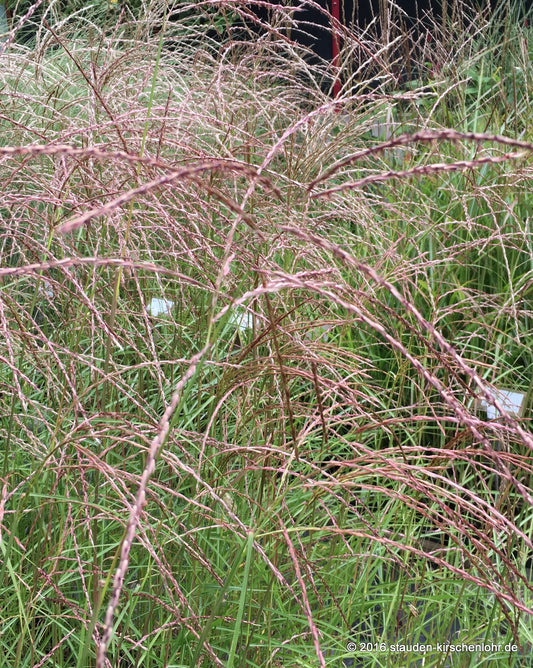 Miscanthus sinensis 'Flamingo'