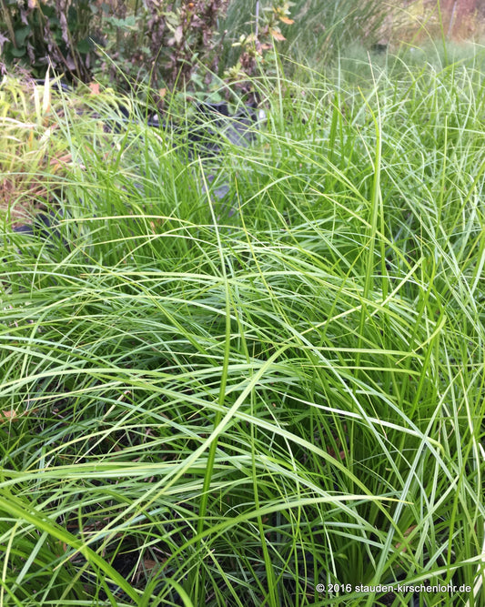 Carex species 'Kyoto'