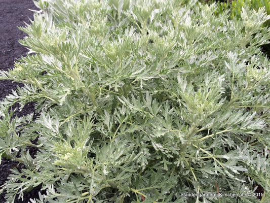 Artemisia arborescens 'Powis Castle'