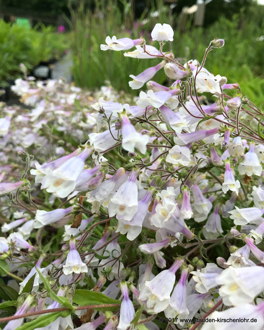 Penstemon hirsutus var. pygmaeus