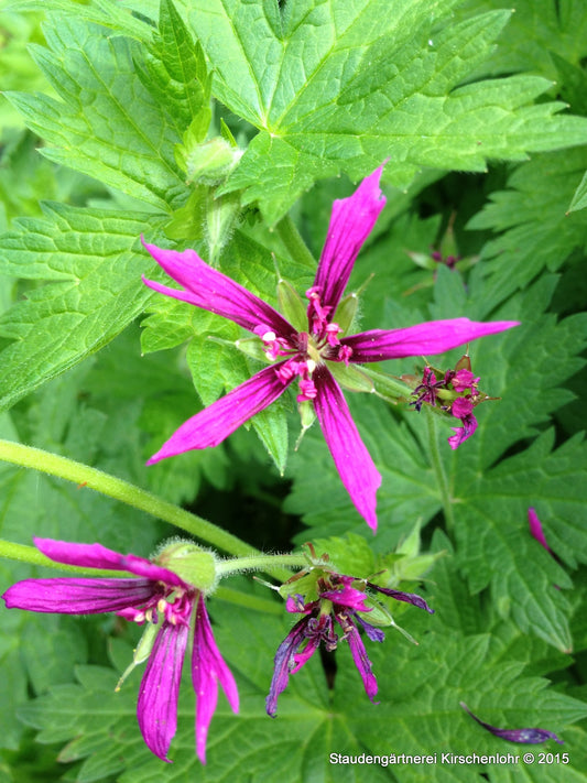 Geranium 'Catherine Deneuve' ®