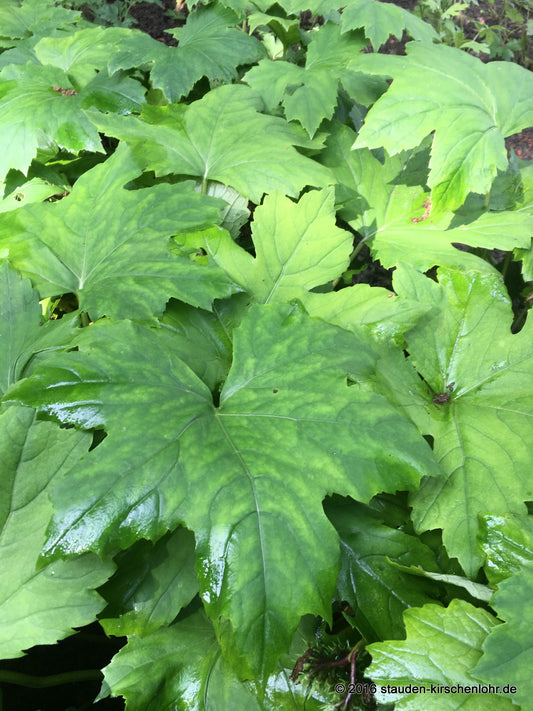 Hydrophyllum canadense ECHT