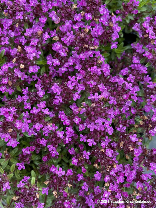 Thymus serpyllum 'Purple Beauty' (Coccineus Group)