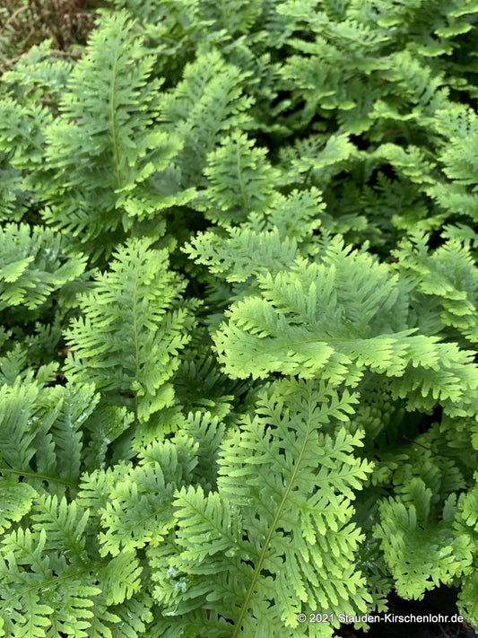 Polypodium cambricum 'Pulcherrimum Addison'