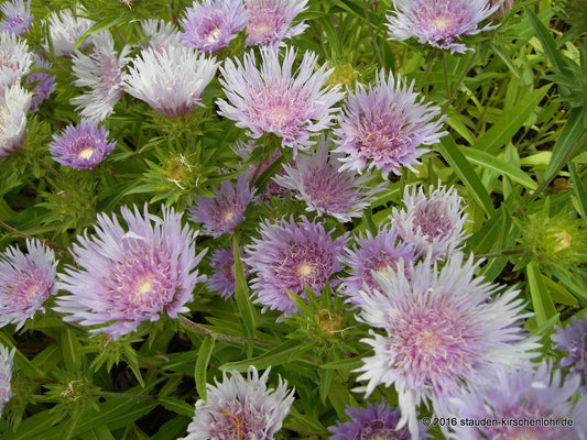 Stokesia laevis 'Klaus Jelitto'