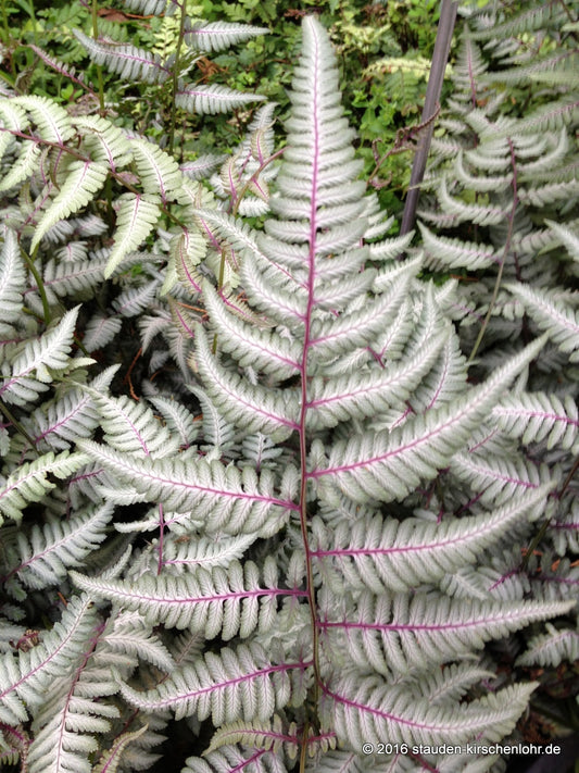 Athyrium niponicum var. pictum 'Silver Falls' ®