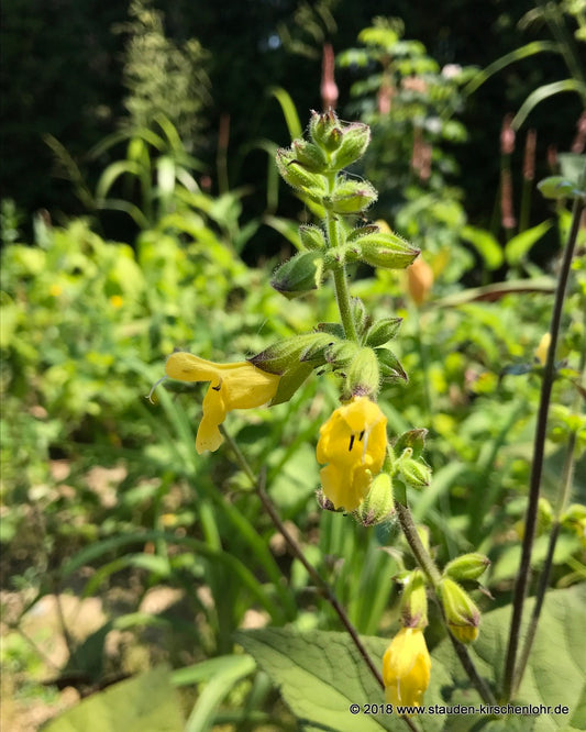 Salvia omeiana 'Crug Thundercloud' BWJ8062