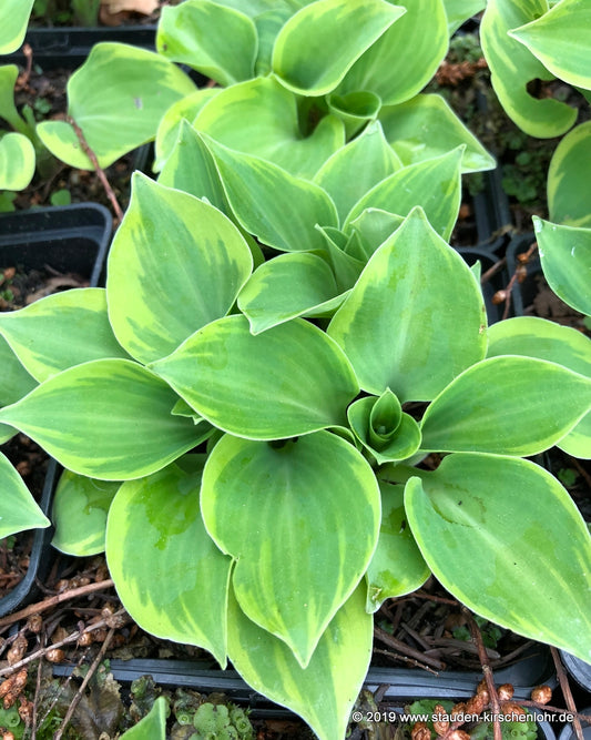 Hosta 'Lakeside Scamp'