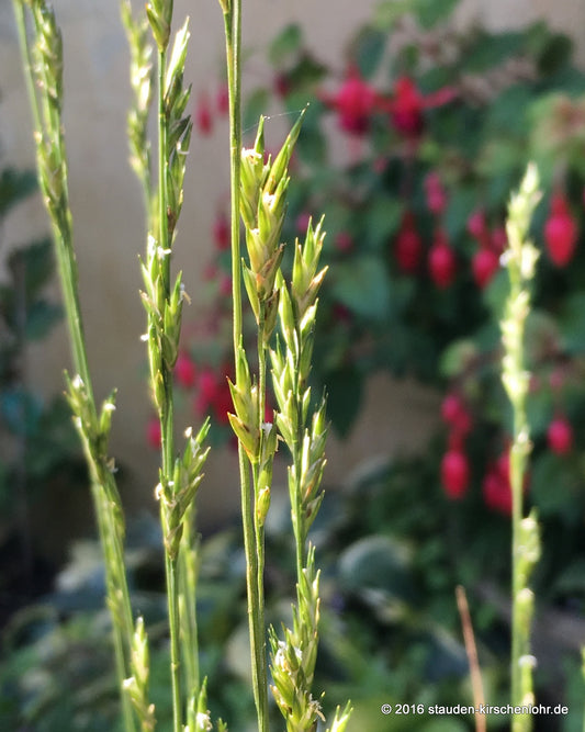 Diarrhena americana var. obovata