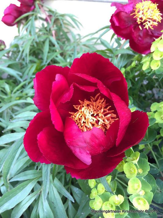 Paeonia 'Early Scout'