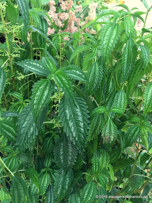 Pilea matsudai 'Taiwan Silver' PB 07-601