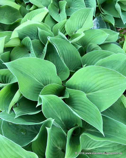 Hosta 'Blue Cadet'
