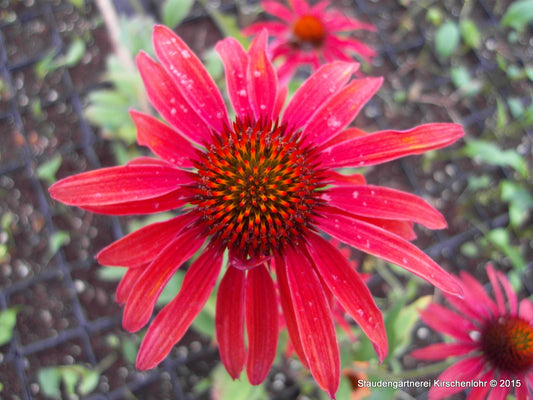 Echinacea 'Hot Summer' ®