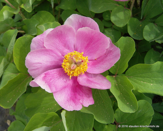 Paeonia mascula ssp. mascula  NIS