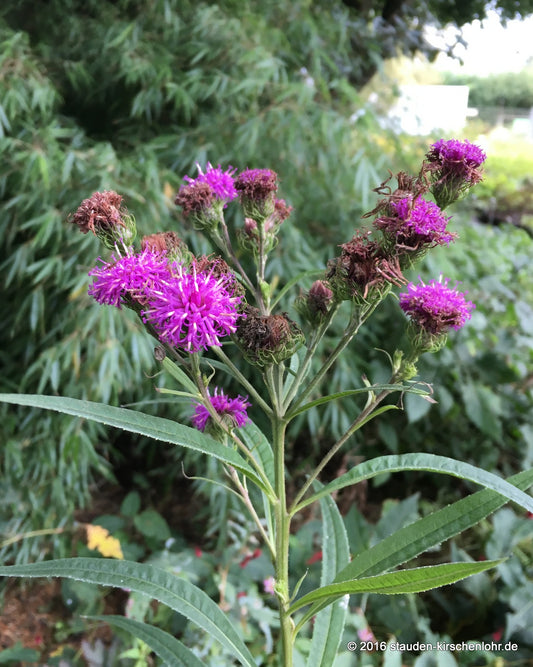 Vernonia angustifolia x missurica