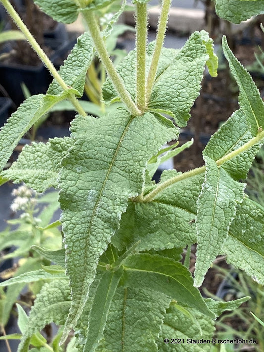 Eupatorium perfoliatum 'JS Witte Wolken' ®