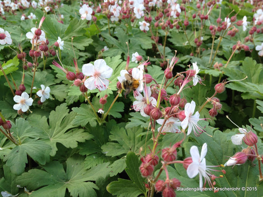 Geranium macrorrhizum 'Spessart'