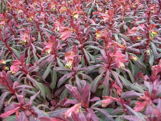 Euphorbia amygdaloides 'Purpurea'