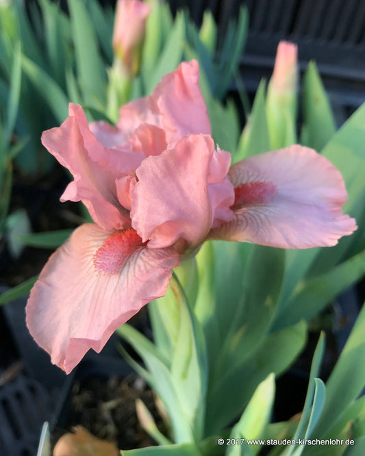Iris barbata-nana 'Pussycat Pink'