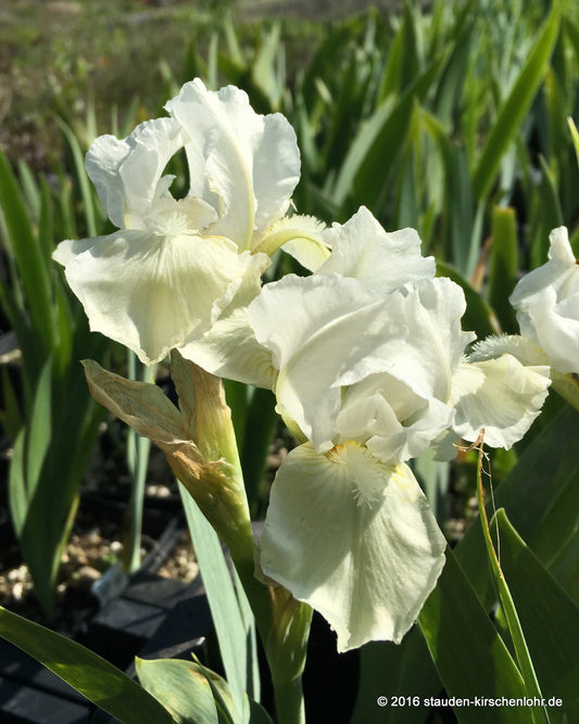 Iris barbata-nana 'White Gem'