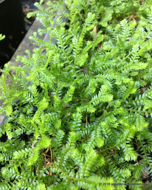 Selaginella kraussiana