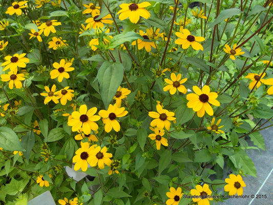 Rudbeckia triloba
